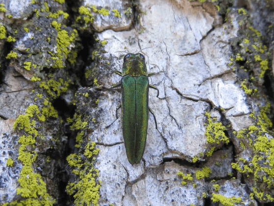 Spooner Officials Consider Emerald Ash Borer Prevention Options