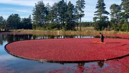 Cranberry Growers Association – September ‘25